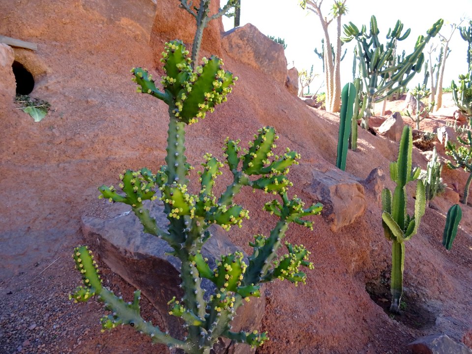 Euphorbe résinifère, Euphorbia resinifera, Euphorbiacées 