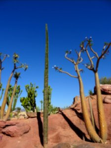 Toute dressée, Madagascar ocotillo, Alluaudia procera, Did… 