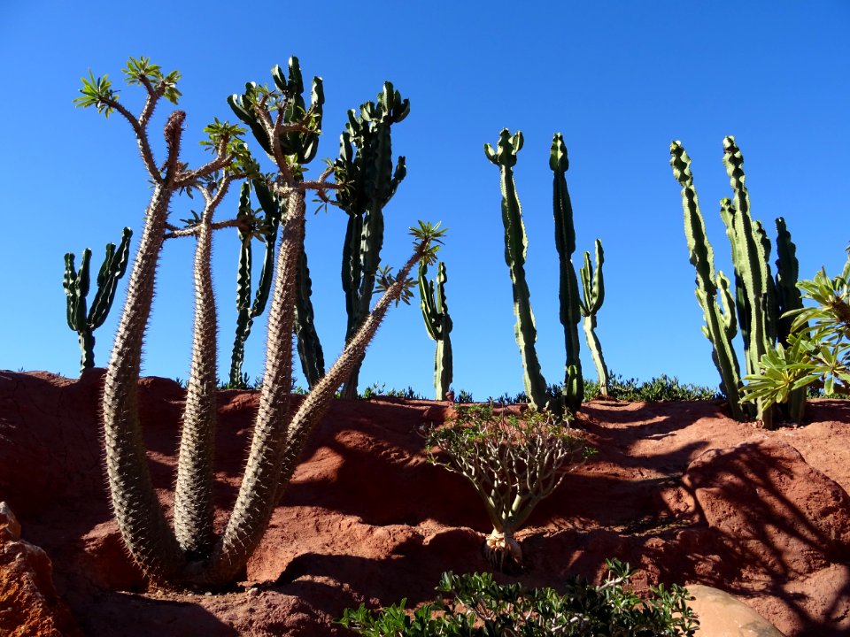 Palmier de Madagascar, Pachypodium lamerei, Apocynacées. O… 