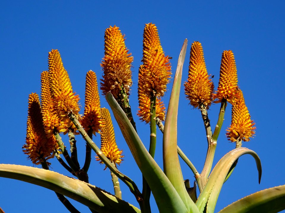 Aloès arborescent, Aloe arborescens, Aloeacées. Originaire… 