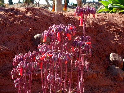 Kalanchoé de Daigremont, Kalanchoe daigremontiana ou Bryop… 
