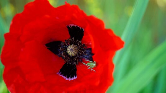 Poppy nature fields