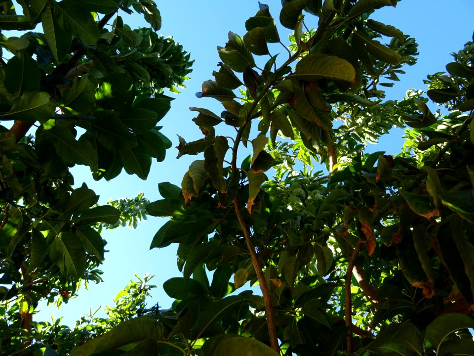 Belombra ou Raisinier dioïque, Phytolacca dioica, Phytolac… 