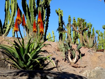 Aloès arborescent, Aloe arborescens, Aloeacées. Originaire… 