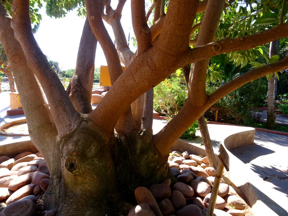 Belombra ou Raisinier dioïque, Phytolacca dioica, Phytolac… 