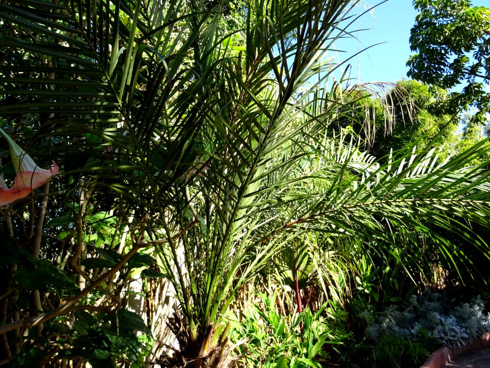 Faux dattier ou Dattier nain, Phoenix roebelenii, Arecacée… 