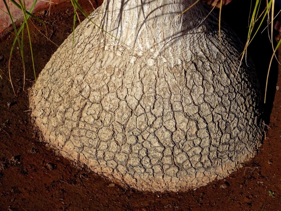 Arbre bouteille ou Pied d'éléphant, Beaucarnea recurvata, … 