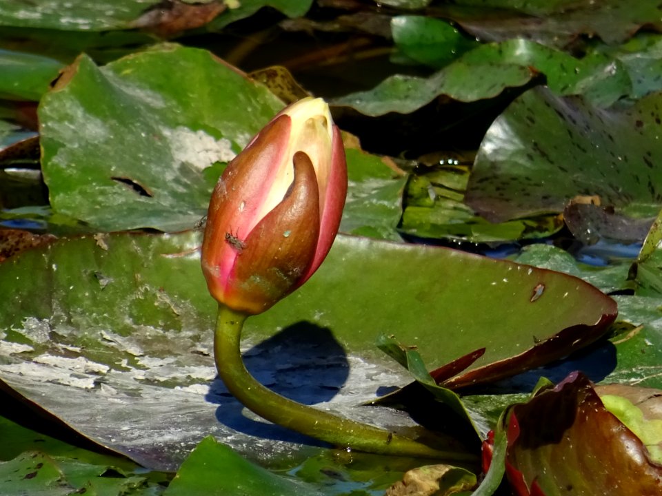 Nénuphar blanc, Nymphaea hybride de alba, Nymphaeacées. Or… 