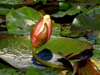Nénuphar blanc, Nymphaea hybride de alba, Nymphaeacées. Or… 