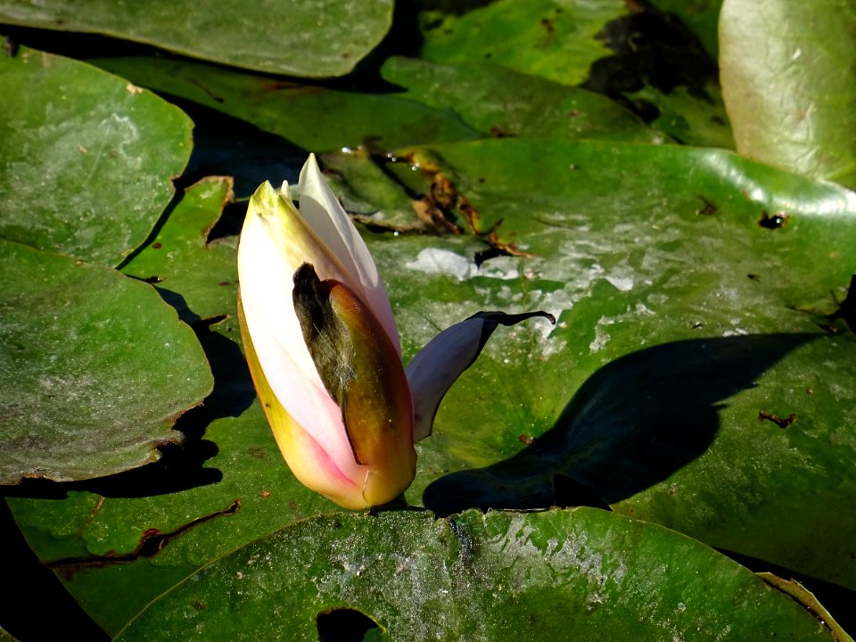 Nénuphar blanc, Nymphaea hybride de alba, Nymphaeacées. Or… 