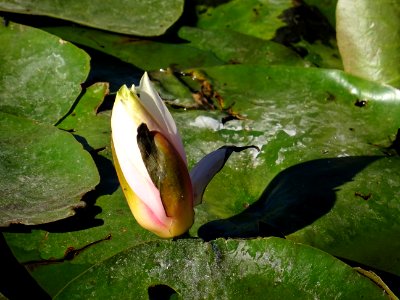 Nénuphar blanc, Nymphaea hybride de alba, Nymphaeacées. Or… 