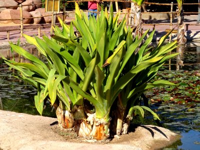 Lys araignée, Crinum asiaticum, Amaryllidacées (ex/Liliacé… 
