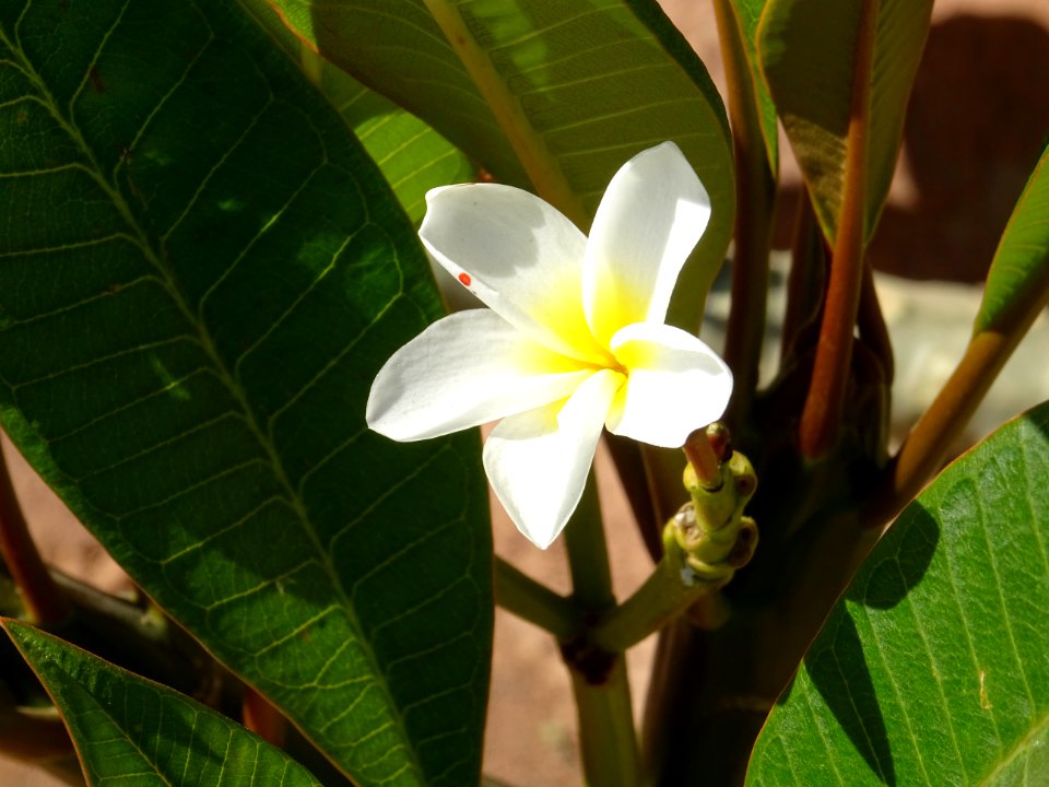 Frangipanier, Plumeria obtusa, Apocynacées. Orginaire des … 