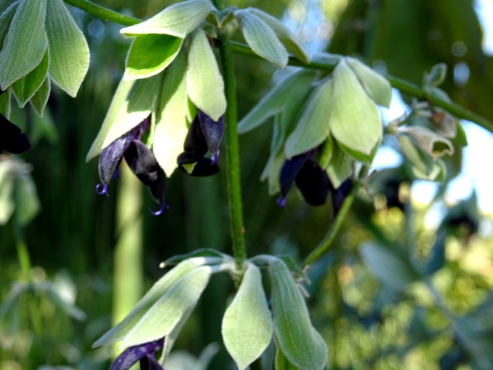 Sauge noire, Salvia discolor, Lamiacées. Originaire des An… 