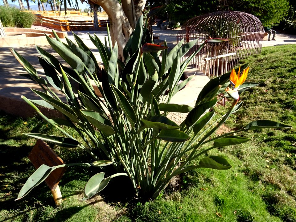 Oiseau de paradis, Strelitzia reginae, Strelitziacées. Ori… 