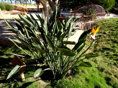 Oiseau de paradis, Strelitzia reginae, Strelitziacées. Ori… 