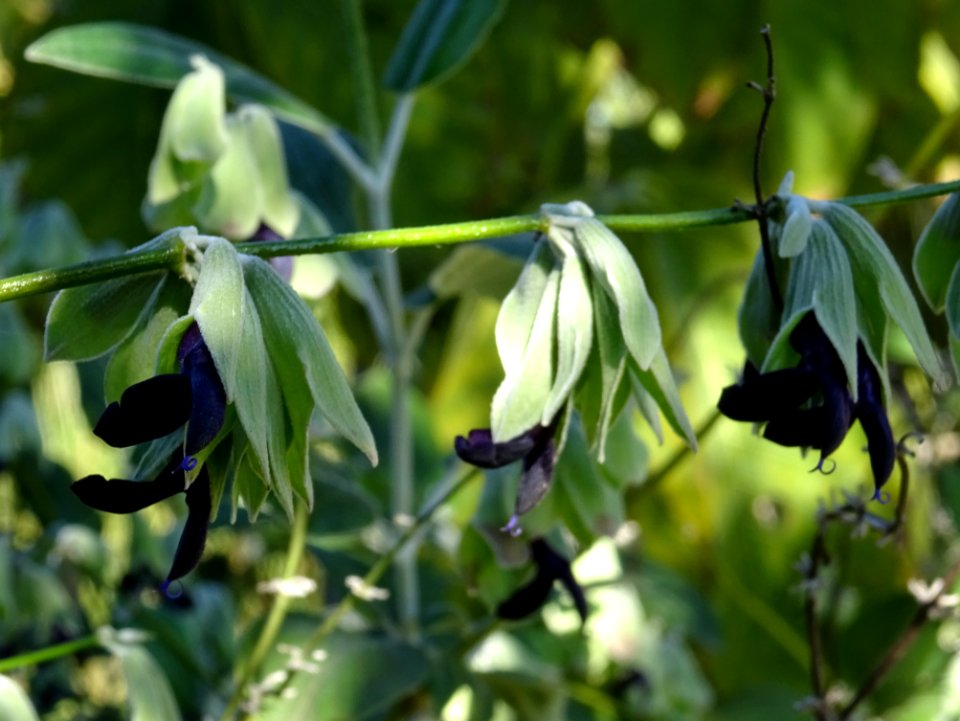Sauge noire, Salvia discolor, Lamiacées. Originaire des An… 