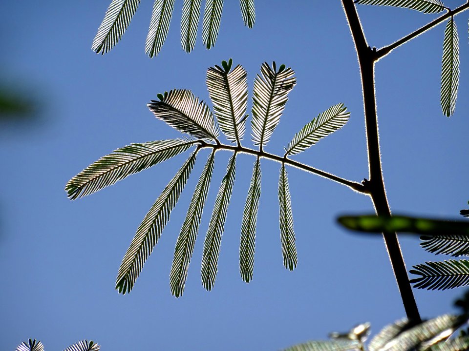 Arbre aux houpettes, Calliandra eriophylla, Fabacées. Orig… 