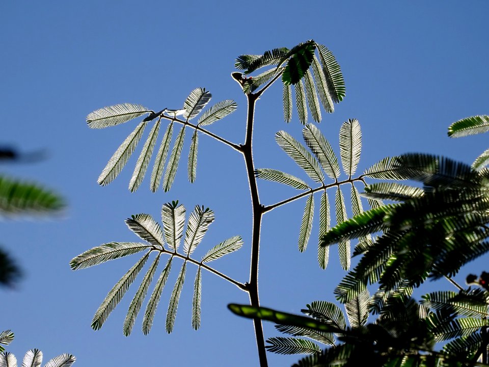 Arbre aux houpettes, Calliandra eriophylla, Fabacées. Orig… 
