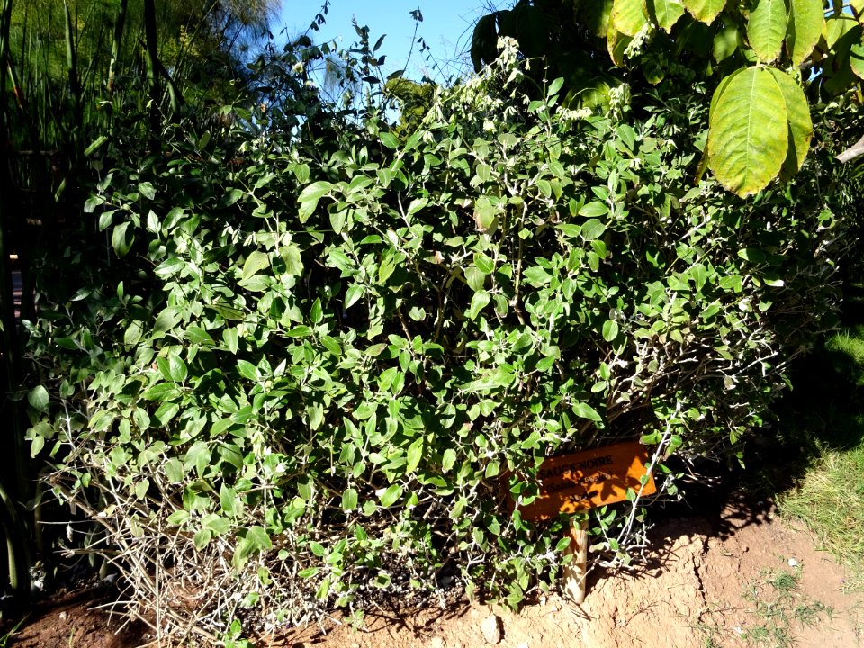 Sauge noire, Salvia discolor, Lamiacées. Originaire des An… 
