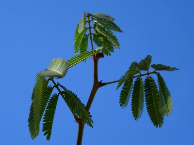 Arbre aux houpettes, Calliandra eriophylla, Fabacées. Orig… 