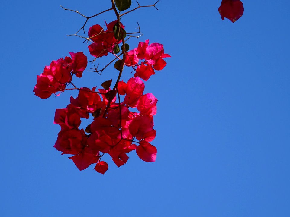 Bougainvillier, Bougainvillea spectabilis, Nyctaginacées 