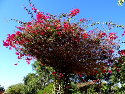 Bougainvillier, Bougainvillea spectabilis, Nyctaginacées 
