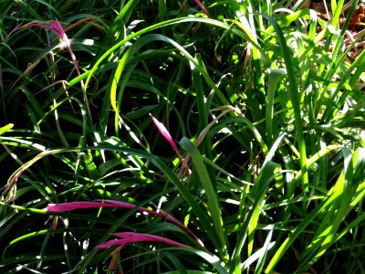 Bilbergie penchée, Billbergia nutans, Broméliacées. Origin… 