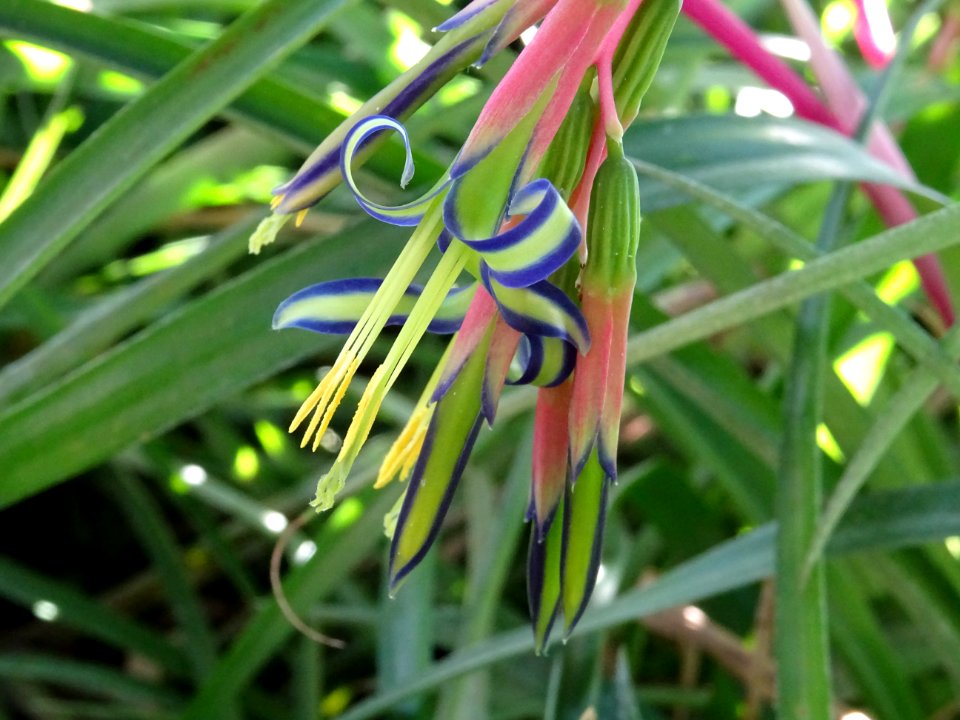 Bilbergie penchée, Billbergia nutans, Broméliacées. Origin… 
