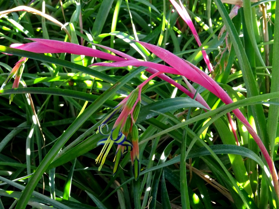 Bilbergie penchée, Billbergia nutans, Broméliacées. Origin… 