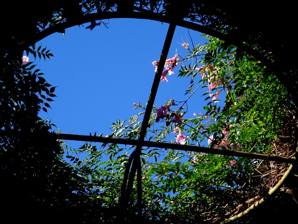 Bignone rose, Podranea ricasoliana, Bignoniacées 