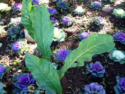 Feuilles vertes = Anthurium nid d'oiseau, Anthurium hooker… 