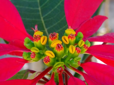 Etoile de Noël ou Poinsettia, Euphorbia pulcherrima, Eupho… 