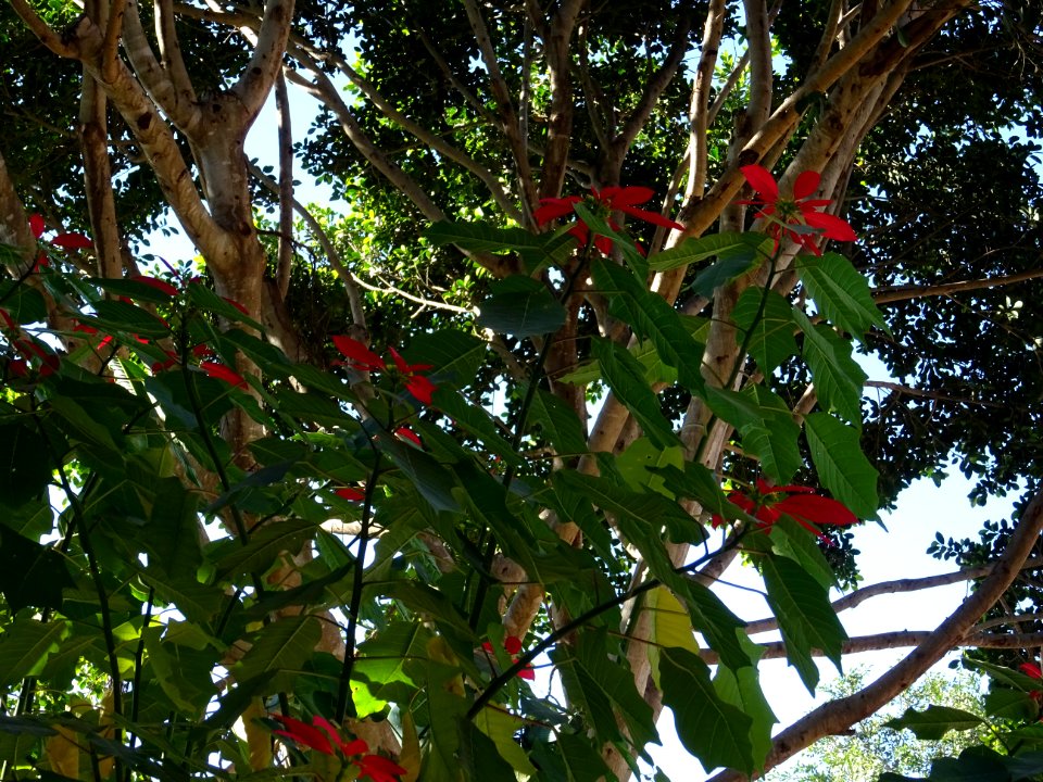 Etoile de Noël ou Poinsettia, Euphorbia pulcherrima, Eupho… 