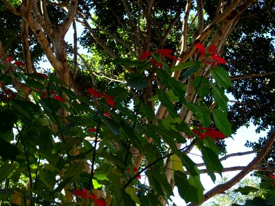 Etoile de Noël ou Poinsettia, Euphorbia pulcherrima, Eupho… 