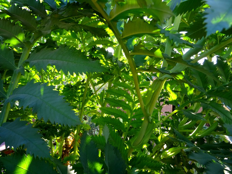 Grande Mélianthe, Melianthus major, Melianthacées. Origina… 