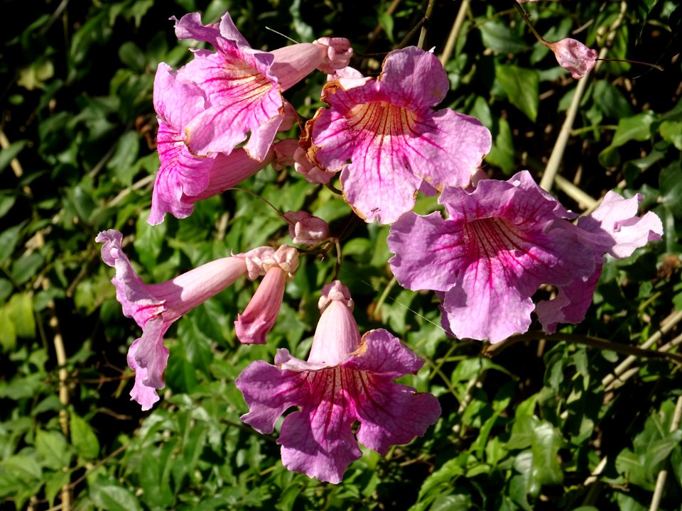 Muflier à grandes fleur ou Gueule-de-loup, Antirrhinum maj… 
