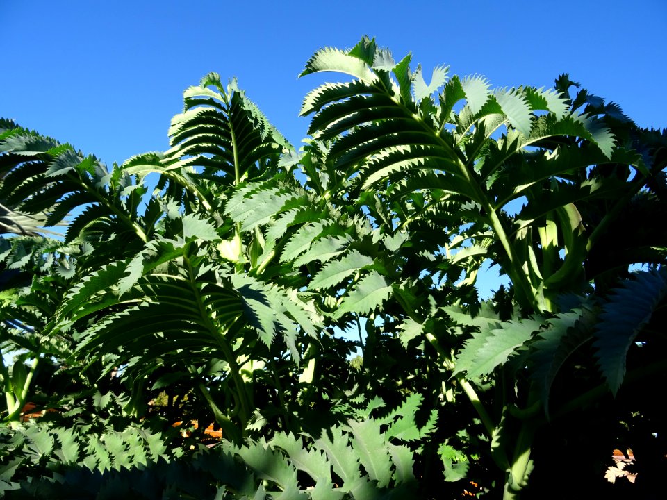 Grande Mélianthe, Melianthus major, Melianthacées. Origina… 