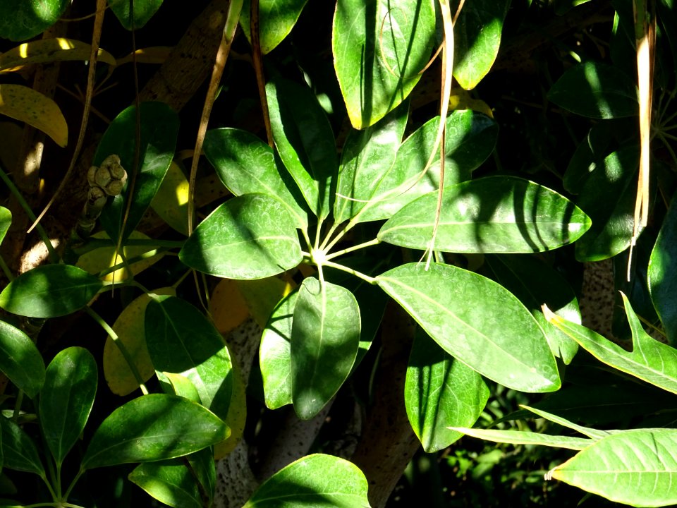 Arbre ombrelle, Schefflera arboricola, Araliacées. Origina… 