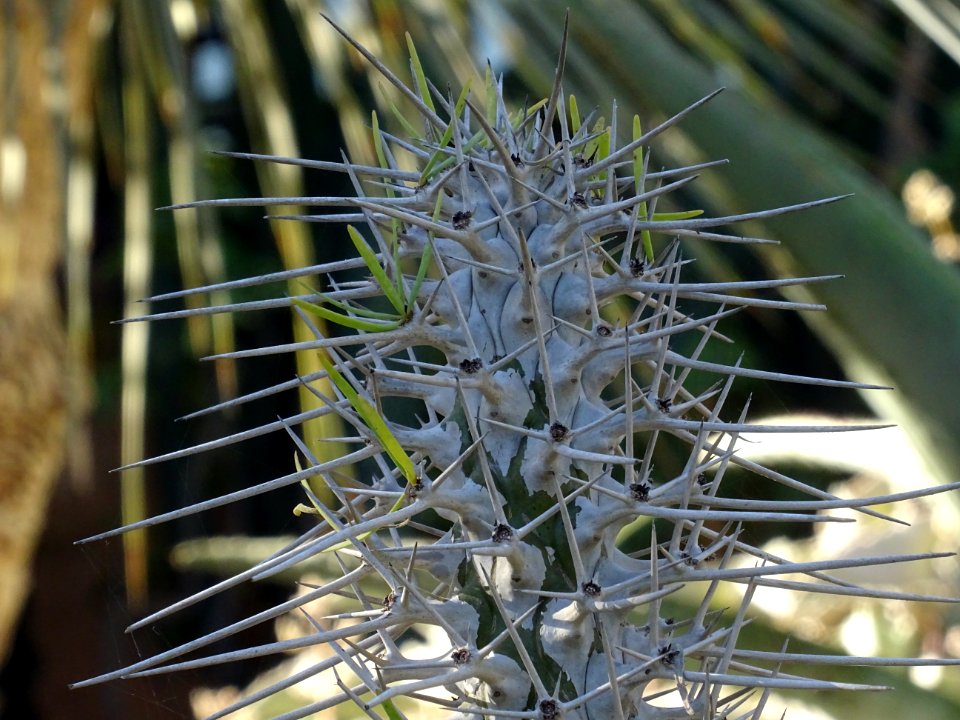 Didierea madagascariensis, Didierea madagascariensis, Didi… 