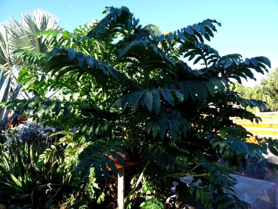 Grande Mélianthe, Melianthus major, Melianthacées. Origina… 