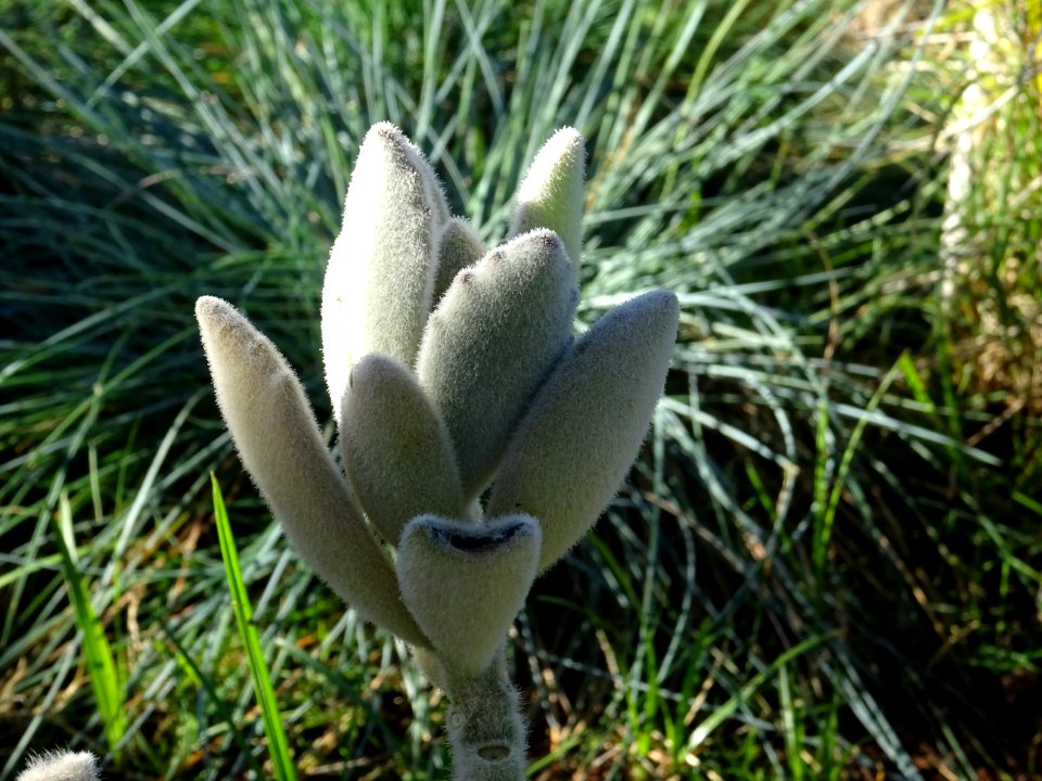 Plante panda, Kalanchoe tomentosa, Crassulacées. Originair… 