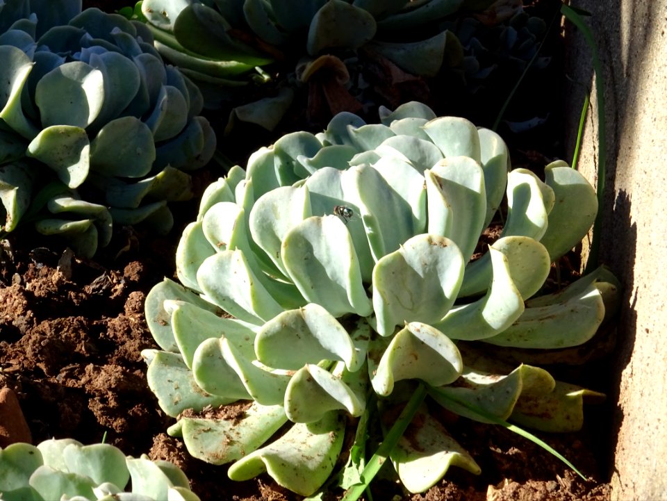 Echeveria runyonii 'Topsy Turvy', Echeveria runyonii 'Tops… 