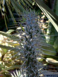 Didierea madagascariensis, Didierea madagascariensis, Didi… 