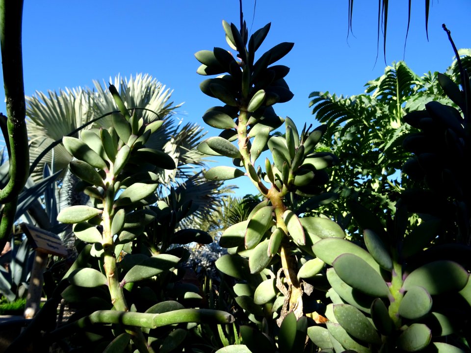 Senecio crassissimus, Senecio crassissimus, Astéracées. Or… 