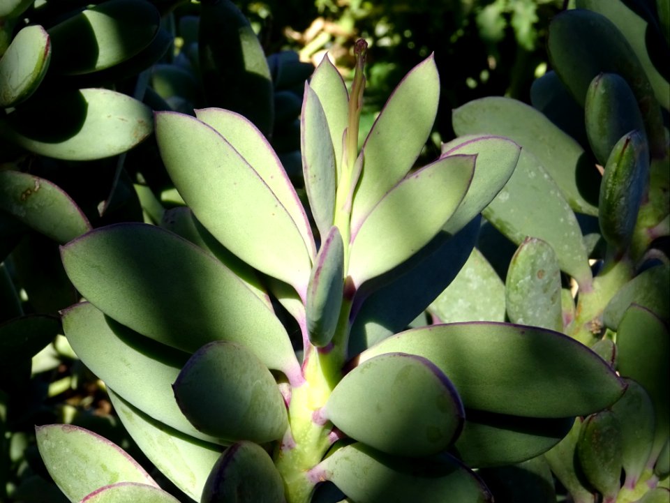 Senecio crassissimus, Senecio crassissimus, Astéracées. Or… 