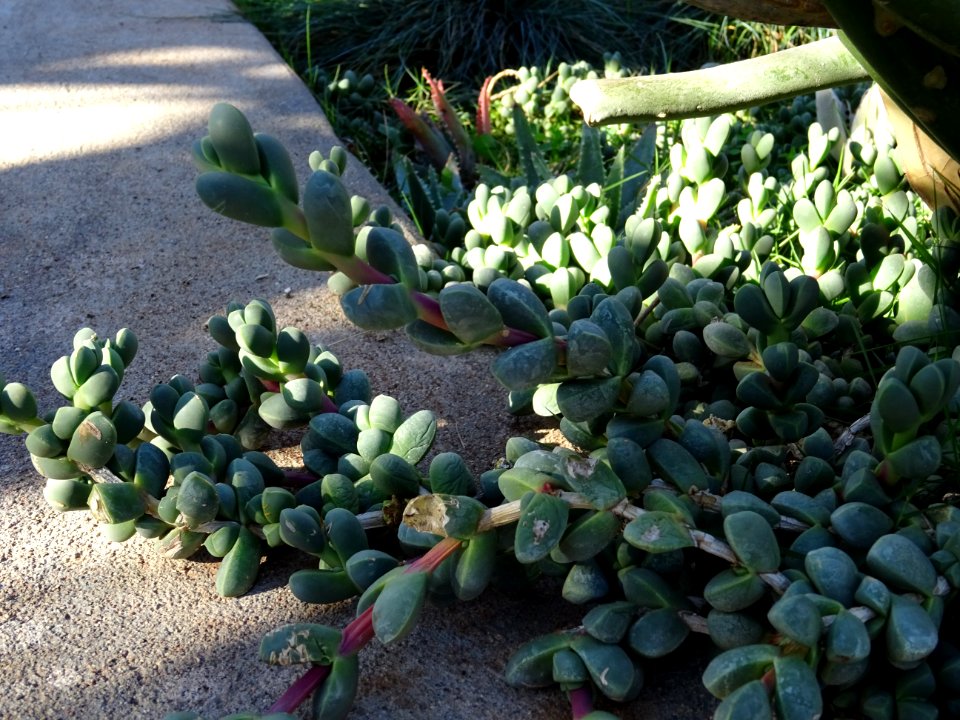 Crassula congesta, Crassula congesta, Crassulacées 
