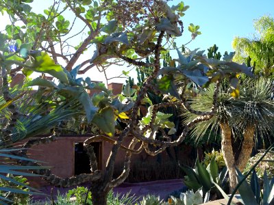Kalanchoé de Behara, ou Kalanchoé à oreilles d'éléphant, K… 