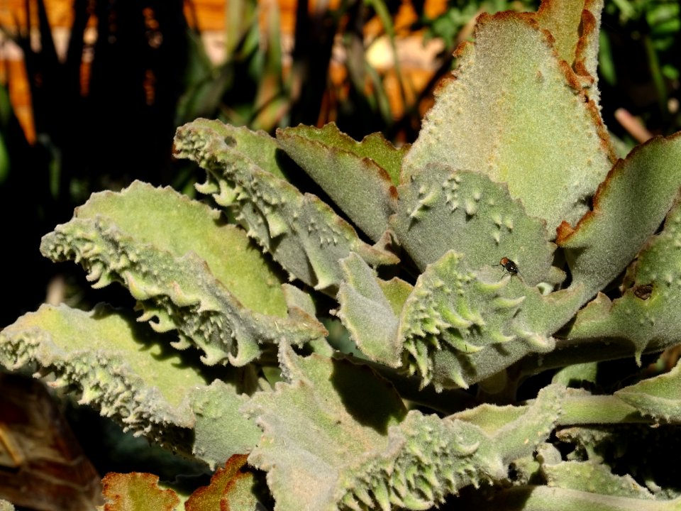 Kalanchoé de Behara, ou Kalanchoé à oreilles d'éléphant, K… 