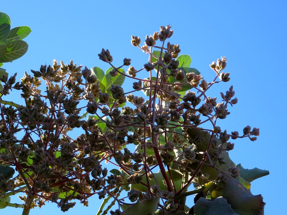 Fleurs de Kalanchoé de Behara, ou Kalanchoé à oreilles d'é… 